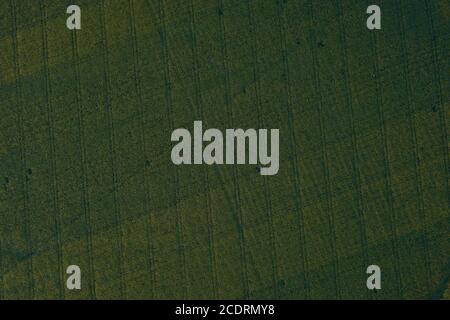 Les motifs apparaissent dans les champs de tournesol sous différents angles. Banque D'Images