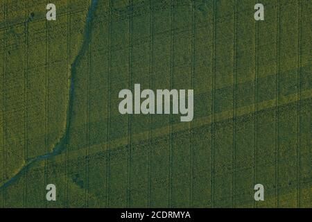 Les motifs apparaissent dans les champs de tournesol sous différents angles. Banque D'Images