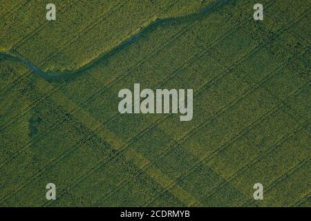 Les motifs apparaissent dans les champs de tournesol sous différents angles. Banque D'Images