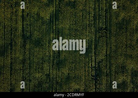 Les motifs apparaissent dans les champs de tournesol sous différents angles. Banque D'Images