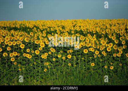 Les motifs apparaissent dans les champs de tournesol sous différents angles. Banque D'Images