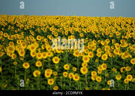 Les motifs apparaissent dans les champs de tournesol sous différents angles. Banque D'Images