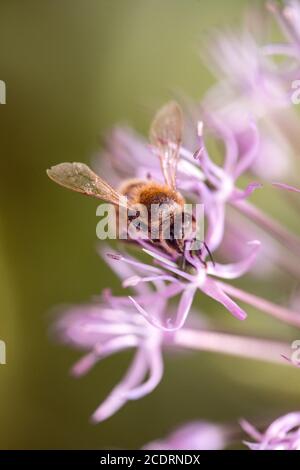 Nectar d'Abeille sur l'alun violet fleur d'ail. macro close-up. selective focus shot avec DOF peu profondes Banque D'Images