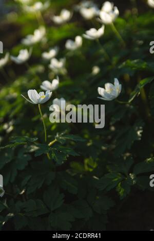 Fleurs blanches d'anémone en bois Banque D'Images
