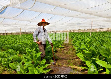 Cultivateur cubain en serre de tabac, dans une fabrication traditionnelle de cigares Banque D'Images