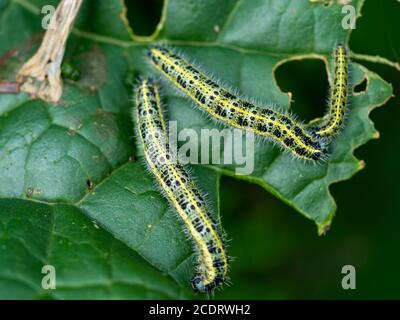 Chenilles du grand papillon blanc, Pieris brassicae, se nourrissant sur une feuille de chou Banque D'Images