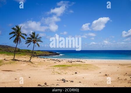 Palmiers sur la plage de Anakena, île de Pâques Banque D'Images