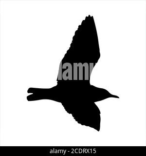 Mouette volante oiseau silhouette noire isolée sur fond blanc Banque D'Images