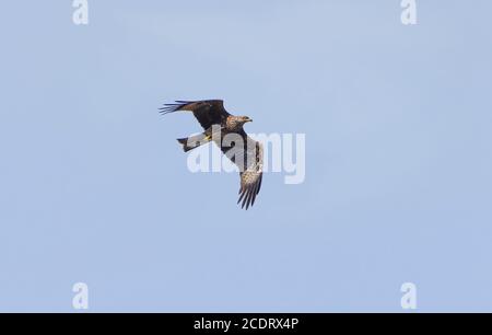 Cerf-volant noir (Milvus migrans) traversant le détroit de Gibraltar pendant la migration d'automne, oiseau unique en vol, Andalousie, Espagne. Banque D'Images