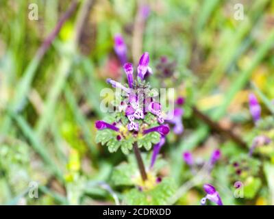 Lamium ampelexicaule, fleur pourpre sur l'herbe Banque D'Images