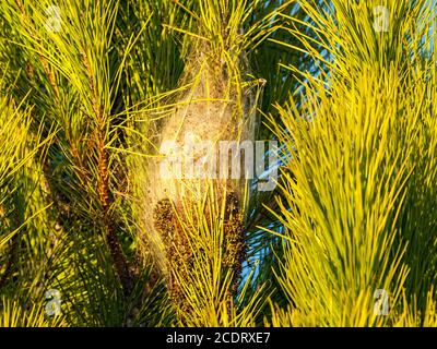 Thaumetopea pityocampa, chenille de la période de la période de la période de la période de la période de la période de la période de la période de la période de la période Banque D'Images