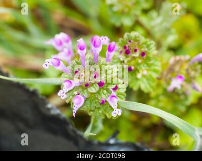 Lamium ampelexicaule - Henbit sur floraison sur un pré Banque D'Images