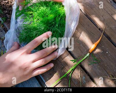 Vue de dessus sur les mains des femmes collectant des brins d'aneth frais et lumineux dans un sac en plastique, jolie petite carotte orange avec des sommets verts sur une table en bois rurale rugueuse. Banque D'Images