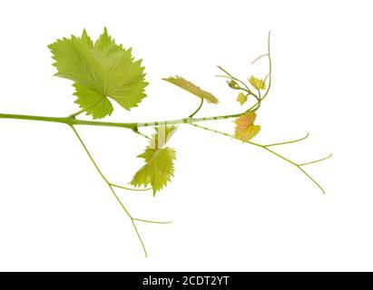 Branche verte de vigne de raisin isolé fond blanc. Printemps avec des feuilles de vigne. Banque D'Images