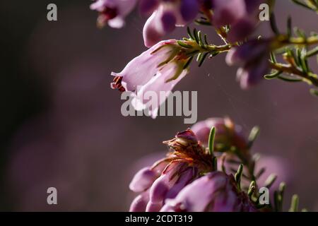 Détail des fleurs de printemps roses erica erigenea Banque D'Images