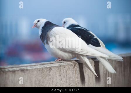 Deux amoureux des colombes blanches et noires sur le balcon pour saluer le coucher du soleil et le soleil Banque D'Images