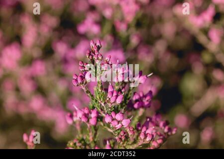 Erica erigenea fleurs de printemps roses Banque D'Images