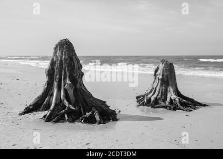 troncs d'arbres de 3000 ans sur la plage après la tempête. Parc national de Slowinski, mer Baltique, Pologne Banque D'Images