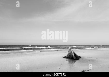 troncs d'arbres de 3000 ans sur la plage après la tempête. Parc national de Slowinski, mer Baltique, Pologne Banque D'Images