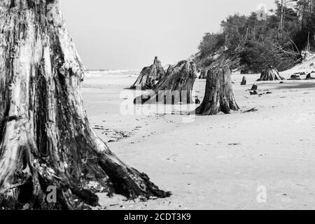 troncs d'arbres de 3000 ans sur la plage après la tempête. Parc national de Slowinski, mer Baltique, Pologne Banque D'Images