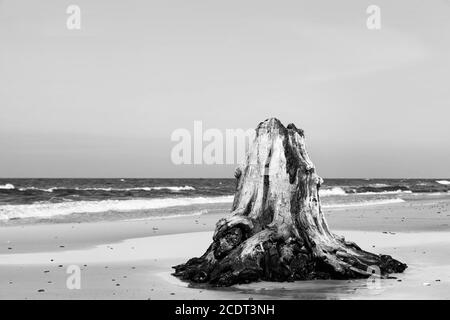 troncs d'arbres de 3000 ans sur la plage après la tempête. Parc national de Slowinski, mer Baltique, Pologne Banque D'Images