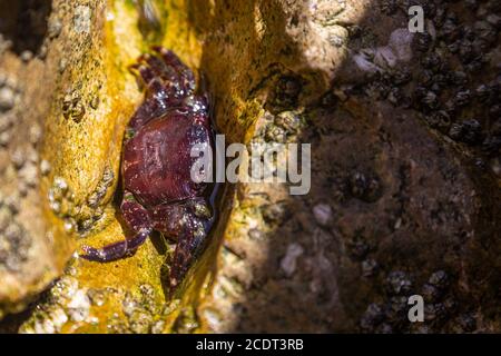 un petit crabe rouge est assis dans une flaque sur un rocher. Banque D'Images