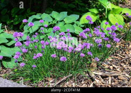 Allium hollandicum, noms communs ail hollandais ou oignon sauvage . Jour de printemps ensoleillé dans le parc Banque D'Images