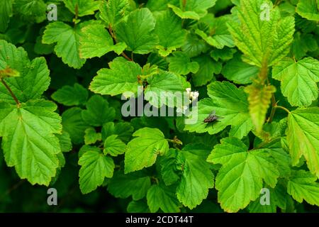 Photo macro d'une mouche assise sur un green feuille Banque D'Images