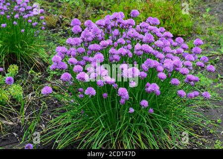 Allium hollandicum, noms communs ail hollandais ou oignon sauvage . Jour de printemps ensoleillé dans le parc Banque D'Images