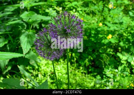 Allium hollandicum, noms communs ail hollandais ou oignon sauvage . Jour de printemps ensoleillé dans le parc Banque D'Images