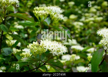 Moutley à fleurs, semblable à Derain, arbuste avec des inflorescences blanches. Cette plante a des feuilles vertes et des branches rouges. Les insectes collectent le nectar. Sélectif Banque D'Images