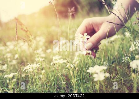 Femme ramassant des fleurs sur un pré, main gros plan. Lumière vintage Banque D'Images