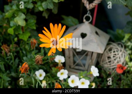 Dans un jardin de fleurs colorées Banque D'Images