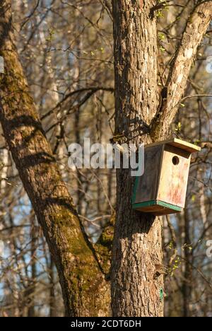 une cabane à oiseaux en bois est suspendue sur le tronc de l'arbre Banque D'Images