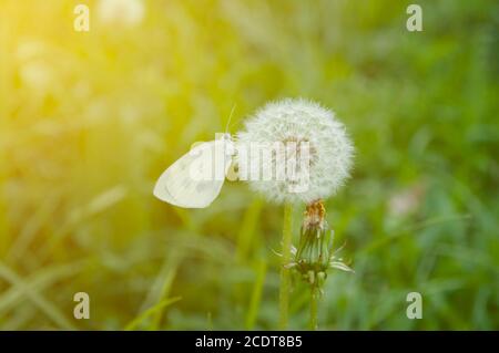 Le papillon blanc se trouve sur un pissenlit dans le jardin. Jour ensoleillé, un papillon est assis sur un pissenlit. Magnifique, doux, fond jaune-vert Banque D'Images