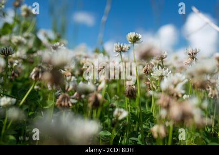 trèfle blanc fleurs sauvages de prairie dans le champ sur ciel bleu profond. Nature vintage été automne photo extérieure. Macro de mise au point sélective Banque D'Images
