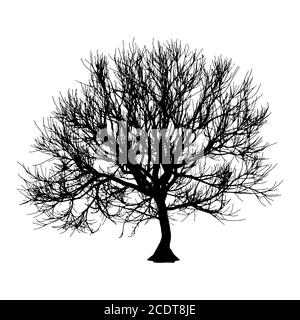 Arbre Sec noir automne hiver ou silhouette sur fond blanc. illustration Banque D'Images