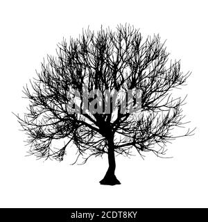 Arbre Sec noir automne hiver ou silhouette sur fond blanc. illustration Banque D'Images