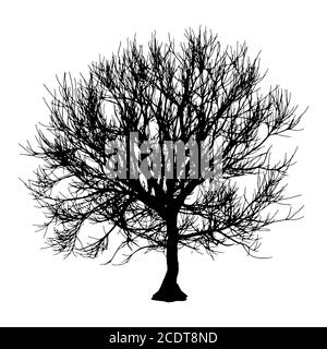 Arbre Sec noir automne hiver ou silhouette sur fond blanc. illustration Banque D'Images