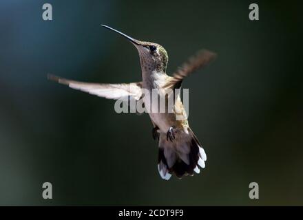 Un colibri femelle à gorge rubis planant sur un fond sombre. Banque D'Images