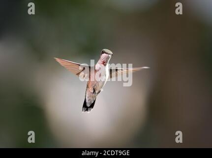 Un colibri à gorge rubis immature se planant sur un arrière-plan flou. Banque D'Images