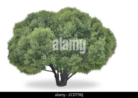 Grand saule vert sur blanc (Salix fragilis globosa) Banque D'Images