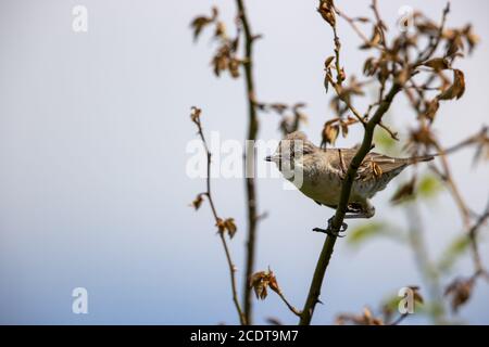 Gareur barré dans l'habitat naturel sauvage Banque D'Images