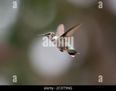 Profil d'un colibris à gorge rubis mâle immature planant sur un arrière-plan flou. Banque D'Images