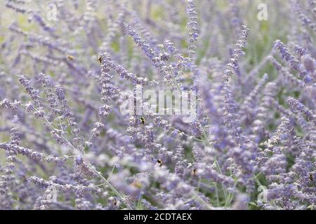 Abeilles dans la lavande Banque D'Images