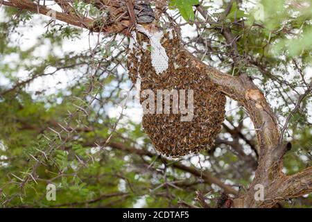 Une colonie d'abeilles africanisées sauvages ou échappées Banque D'Images