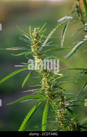 Plante de cannabis poussant à côté d'un champ de maïs en Hongrie Banque D'Images