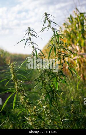 Plante de cannabis poussant à côté d'un champ de maïs en Hongrie Banque D'Images