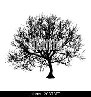 Arbre Sec noir automne hiver ou silhouette sur fond blanc. Eps10 Vector illustration Banque D'Images