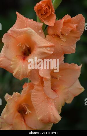 Gladioli d'orange dans un jardin irlandais après une pluie d'été douche Banque D'Images